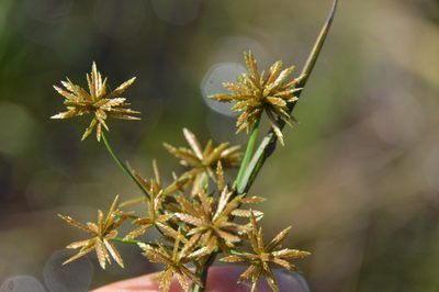 Cyperus haspan, photographed by Dan Johnson