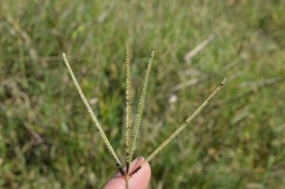 Eustachys petraea, photographed by Dan Johnson