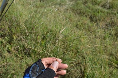 Digitaria ciliaris, photographed by Dan Johnson