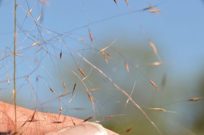 Muhlenbergia capillaris, photographed by Dan Johnson