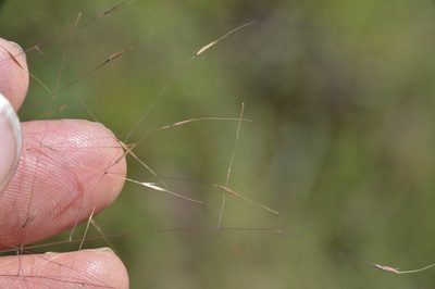 Muhlenbergia capillaris, photographed by Dan Johnson