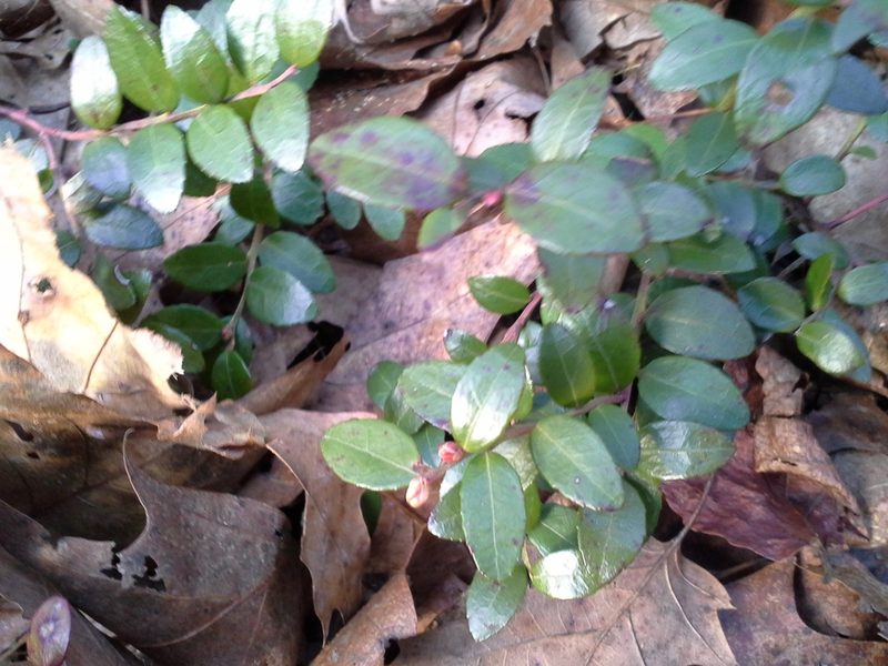 Gaylussacia brachycera, photographed by Chris Hoess