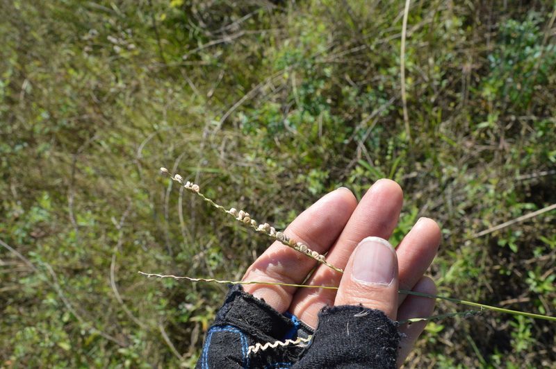 Paspalum floridanum, photographed by Dan Johnson
