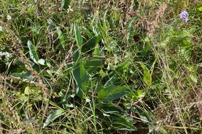 Arnoglossum ovatum, photographed by Dan Johnson