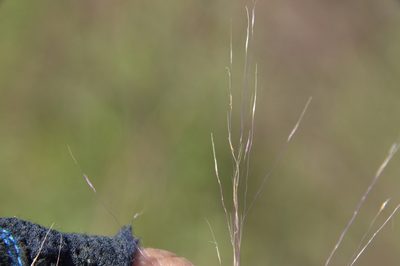 Muhlenbergia capillaris, photographed by Dan Johnson