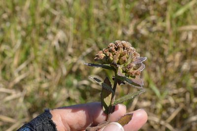Pluchea foetida, photographed by Dan Johnson