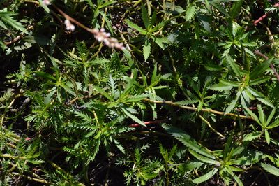 Proserpinaca palustris, photographed by Dan Johnson