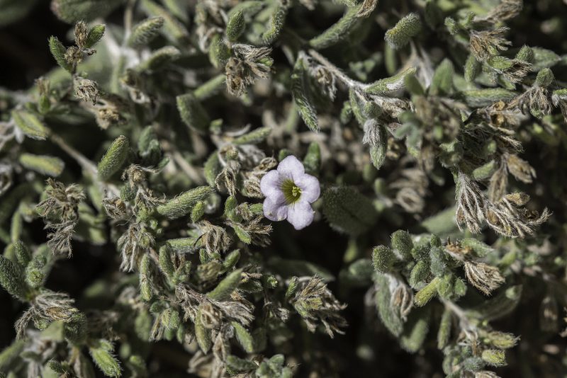Nama xylopoda, photographed by Craig Martin