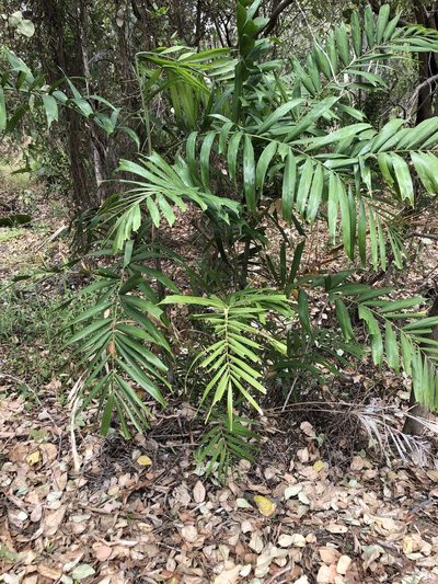Ptychosperma propinquum, photographed by elawrey