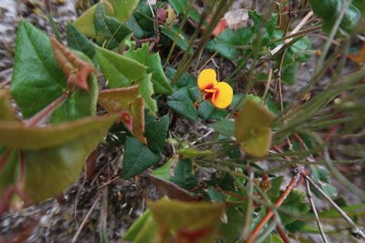 Bossiaea triangularis, photographed by Cowirrie