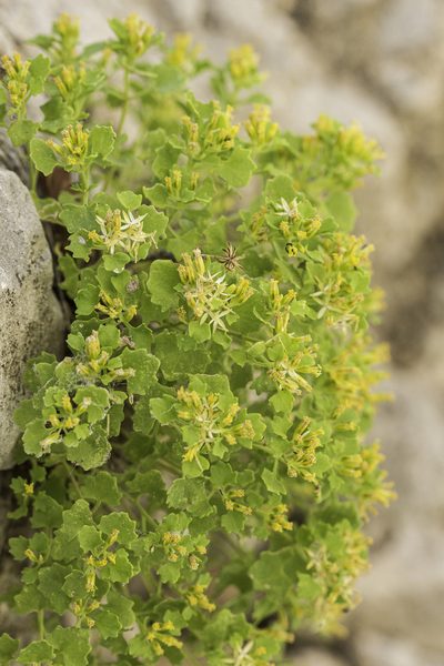 Perityle quinqueflora, photographed by Craig Martin