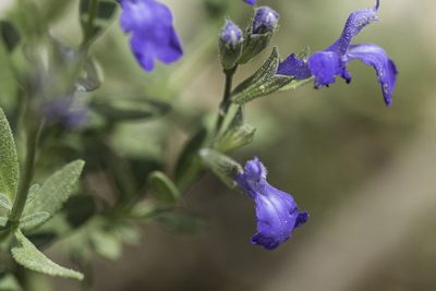Salvia lycioides, photographed by Craig Martin