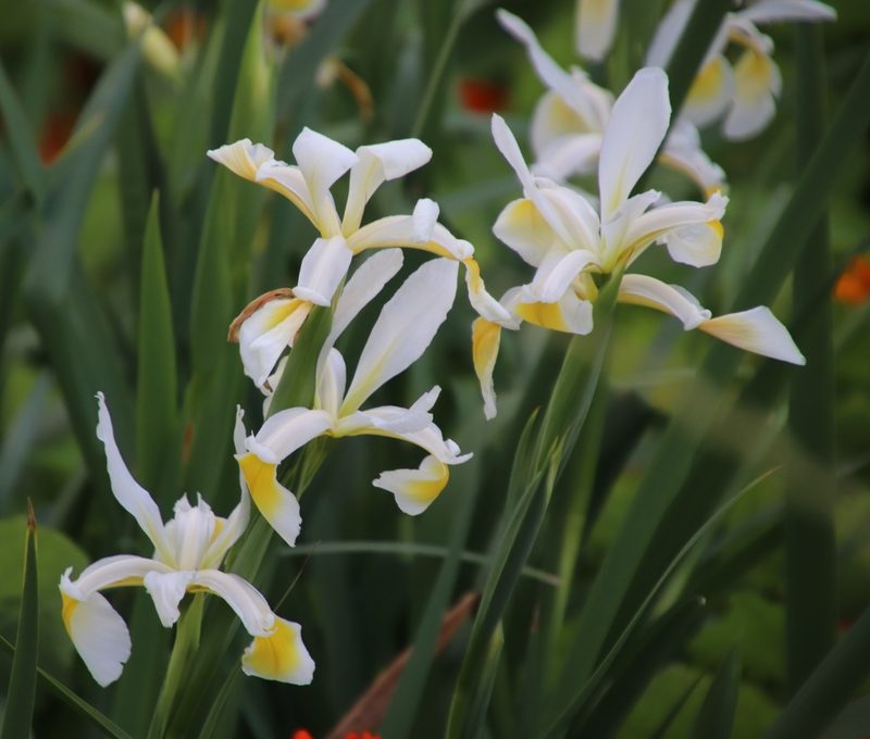 Iris orientalis, photographed by Tony Rebelo