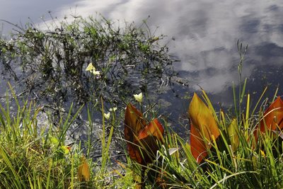 Dietes bicolor, photographed by Tony Rebelo
