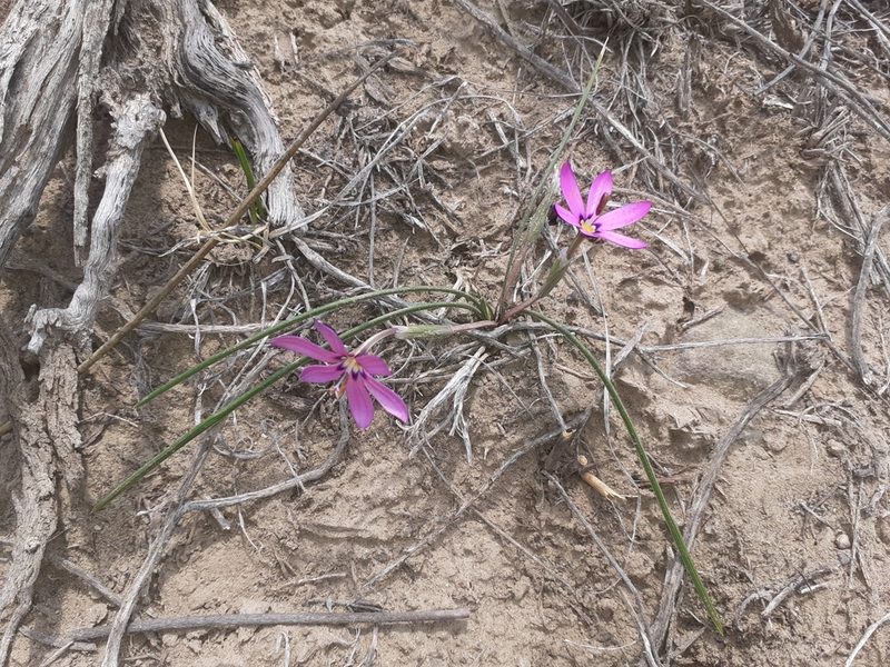Romulea syringodeoflora, photographed by Brian du Preez