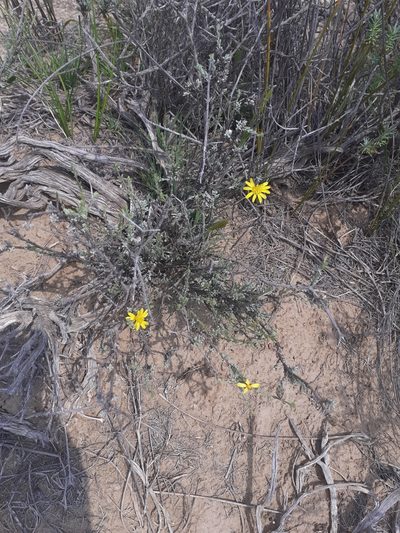 Oedera glandulosa, photographed by Brian du Preez