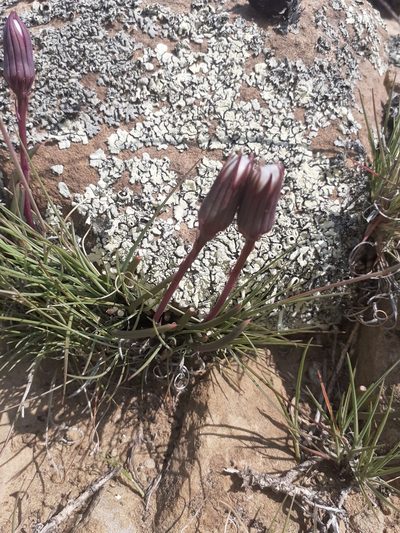 Senecio acaulis, photographed by Brian du Preez