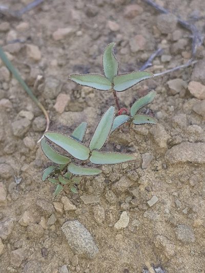 Oxalis odorata, photographed by Brian du Preez