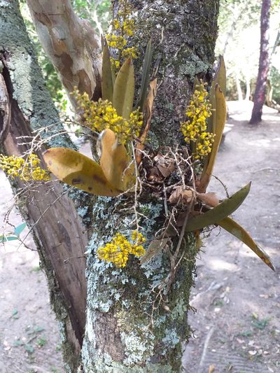 Trichocentrum pumilum, photographed by E. Goossen