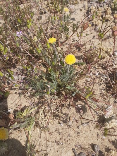 Lasiospermum pedunculare, photographed by Brian du Preez