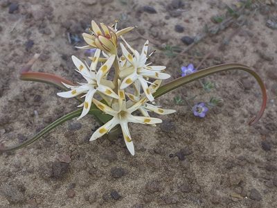 Wurmbea variabilis, photographed by Brian du Preez