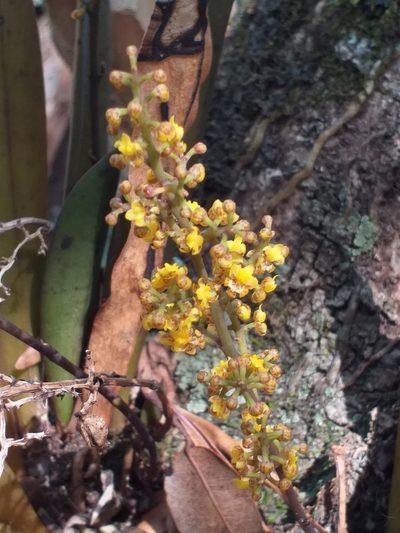 Trichocentrum pumilum, photographed by E. Goossen