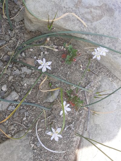 Moraea contorta, photographed by Brian du Preez