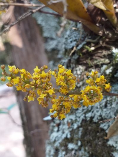 Trichocentrum pumilum, photographed by E. Goossen