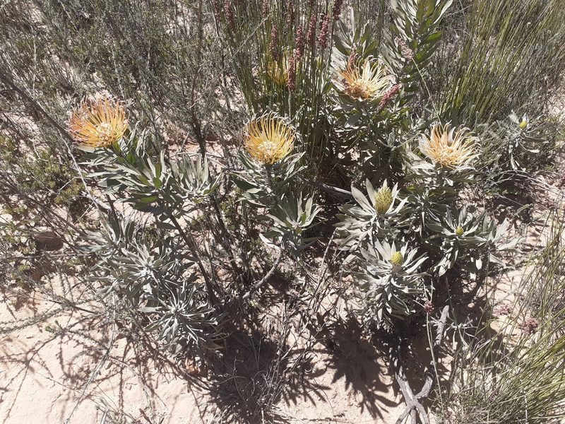 Leucospermum catherinae, photographed by Brian du Preez
