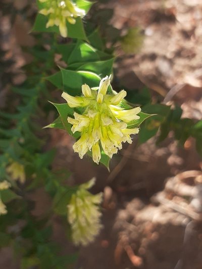 Aspalathus complicata, photographed by Brian du Preez