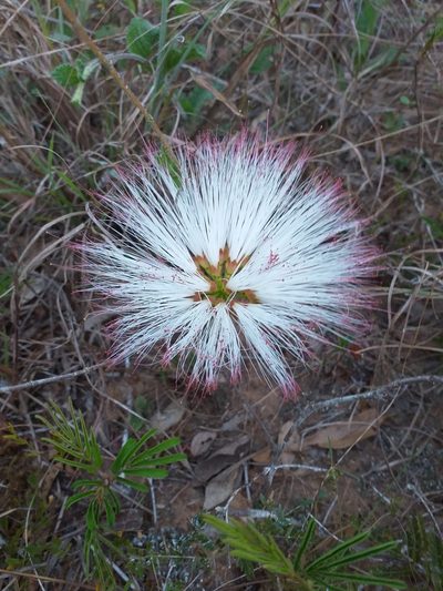 Calliandra brevicaulis, photographed by E. Goossen