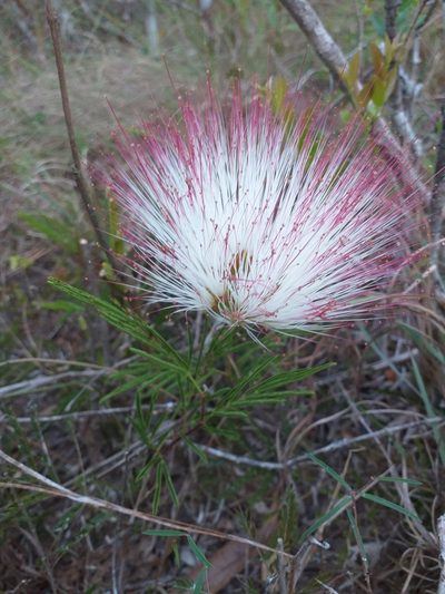 Calliandra brevicaulis, photographed by E. Goossen
