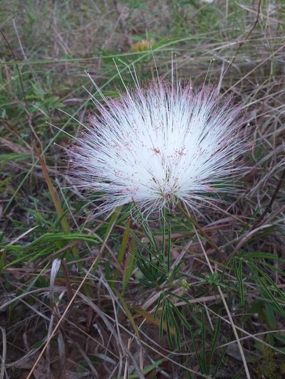 Calliandra brevicaulis, photographed by E. Goossen