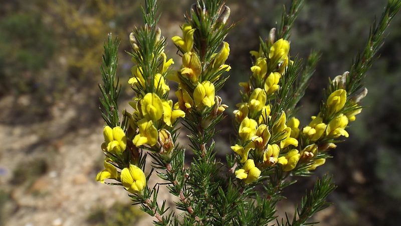 Aspalathus parviflora, photographed by Charles Stirton