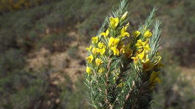 Aspalathus parviflora, photographed by Charles Stirton