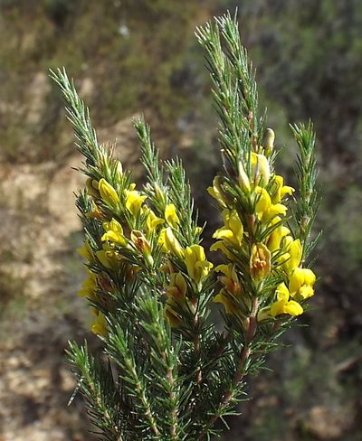 Aspalathus parviflora, photographed by Charles Stirton