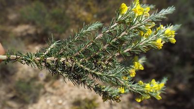 Aspalathus parviflora, photographed by Charles Stirton