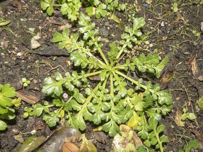 Lepidium flexicaule, photographed by Sebastian Doak