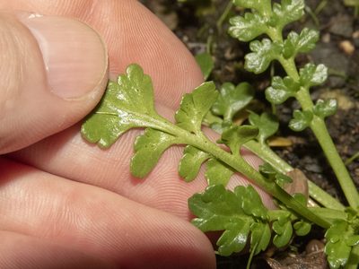 Lepidium flexicaule, photographed by Sebastian Doak