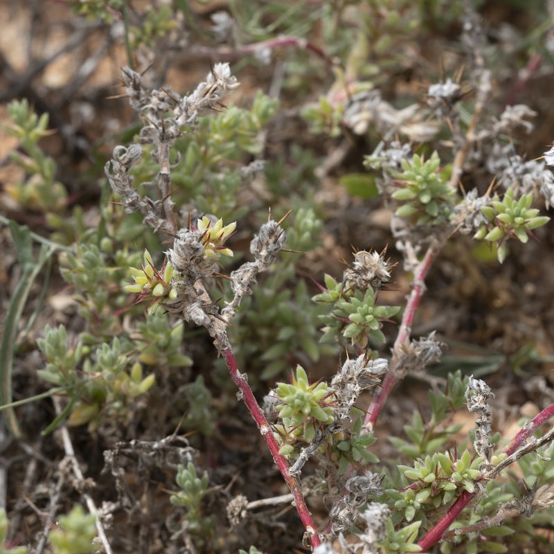 Sclerolaena patenticuspis, photographed by Kym Nicolson