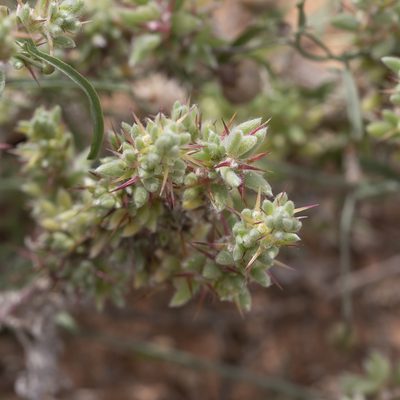 Sclerolaena patenticuspis, photographed by Kym Nicolson