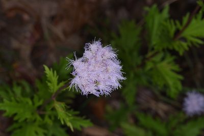 Conoclinium greggii, photographed by Michelle W. （鍾偉瑋）