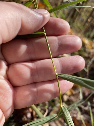 Muhlenbergia sobolifera, photographed by Bonnie Semmling