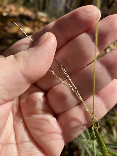 Muhlenbergia sobolifera, photographed by Bonnie Semmling