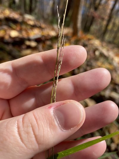 Muhlenbergia sobolifera, photographed by Bonnie Semmling
