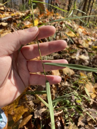 Muhlenbergia sobolifera, photographed by Bonnie Semmling