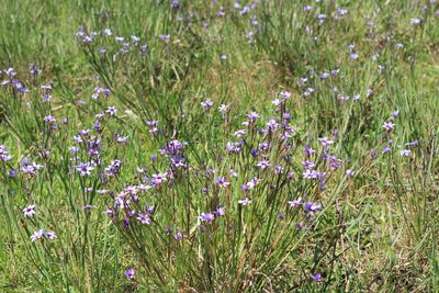 Sisyrinchium platense, photographed by Romi Galeota Lencina