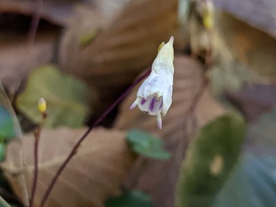 Apteria aphylla, photographed by Alison Northup
