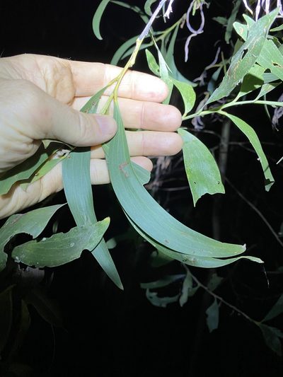 Acacia concurrens, photographed by Greg Tasney
