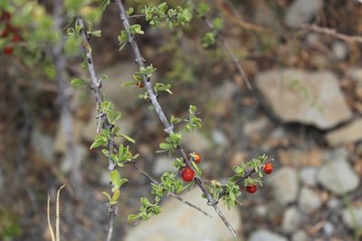 Citharexylum brachyanthum, photographed by Francisco Martínez González